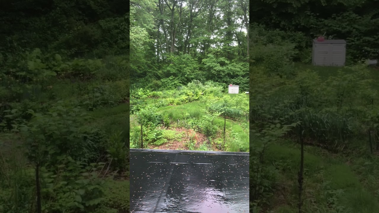 Deer in the yard